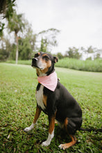 Load image into Gallery viewer, Honey Animal Scarf - Opihi (Pink)

